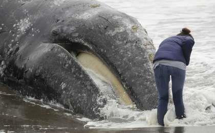 Encuentran otra ballena muerta en la bahía de San Francisco