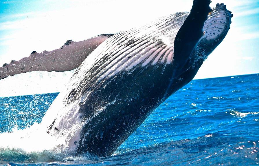 Avistan ballena de 20 metros que vaga sin cola por la costa italiana