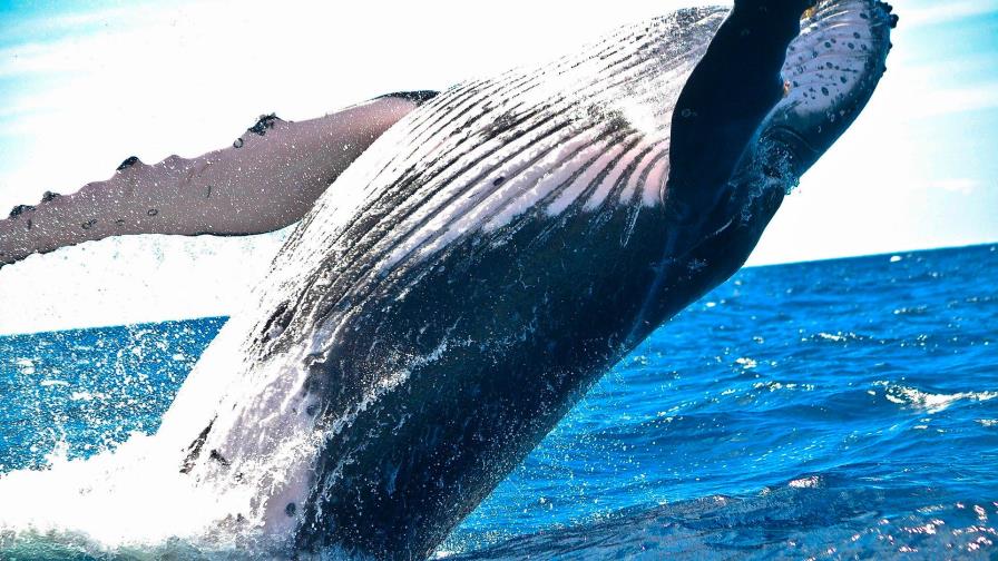 Avistan ballena de 20 metros que vaga sin cola por la costa italiana