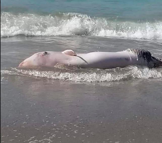 Hallan una ballena muerta en playa de Sosúa