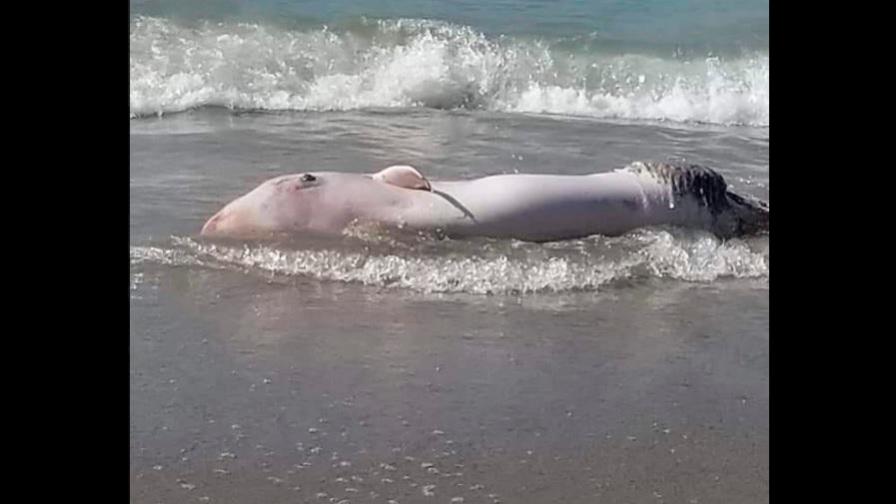 Hallan una ballena muerta en playa de Sosúa