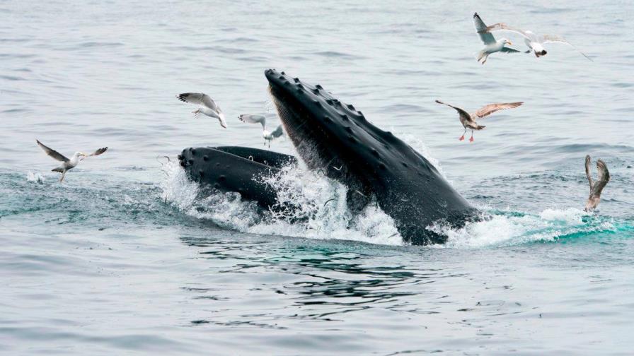 Buzo queda atrapado en boca de ballena, que luego lo escupe
