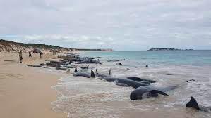 Descubren unas 70 ballenas varadas en una zona remota del sur de Australia