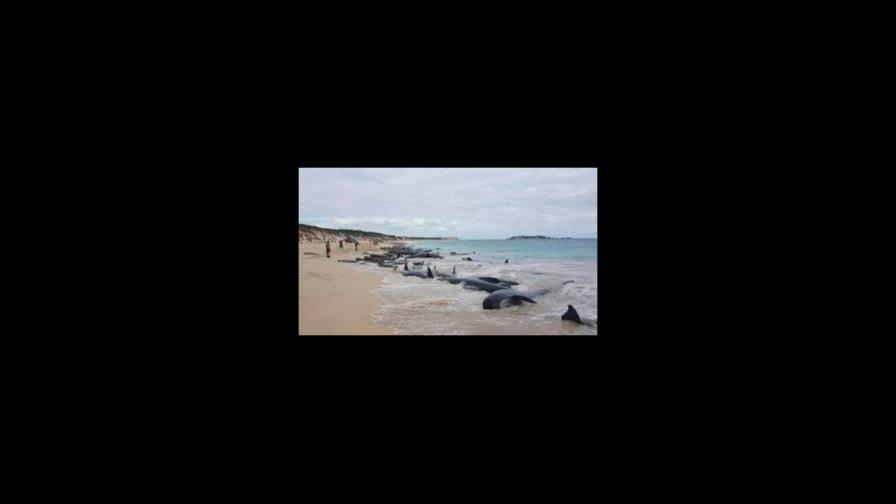 Descubren unas 70 ballenas varadas en una zona remota del sur de Australia Descubren unas 70 ballenas varadas en una zona remota del sur de Australia