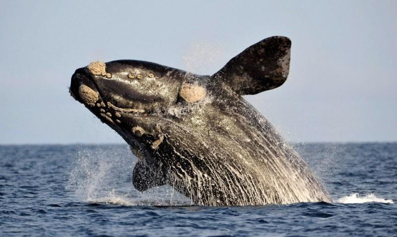 Amplían duración de zona protegida para ballenas francas