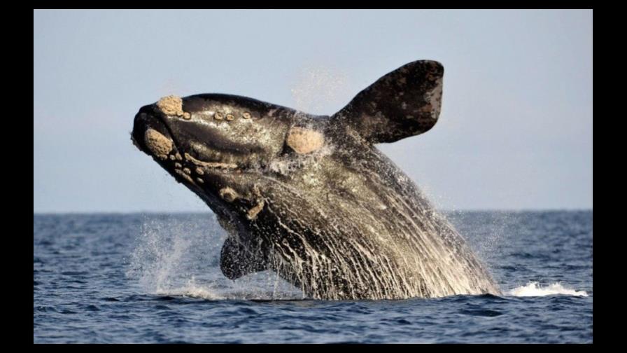 Amplían duración de zona protegida para ballenas francas