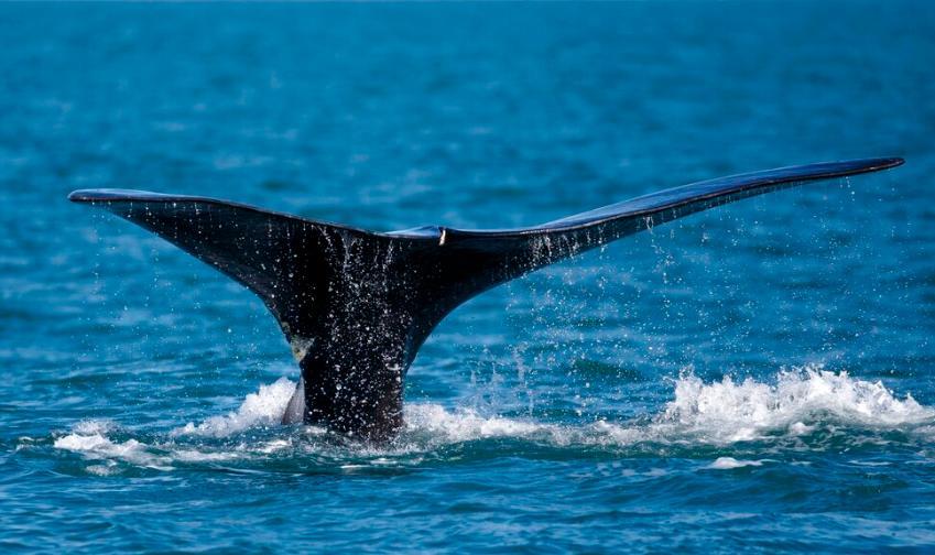 Desarrollan proyecto para proteger ballenas desde el espacio