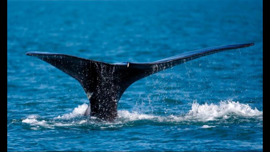 Desarrollan proyecto para proteger ballenas desde el espacio