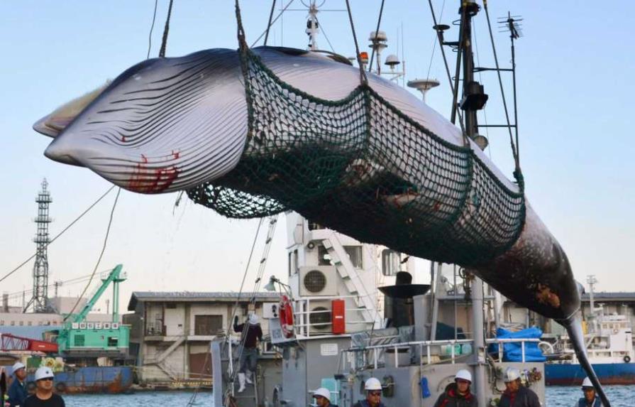 Japón reanudará caza comercial de ballenas