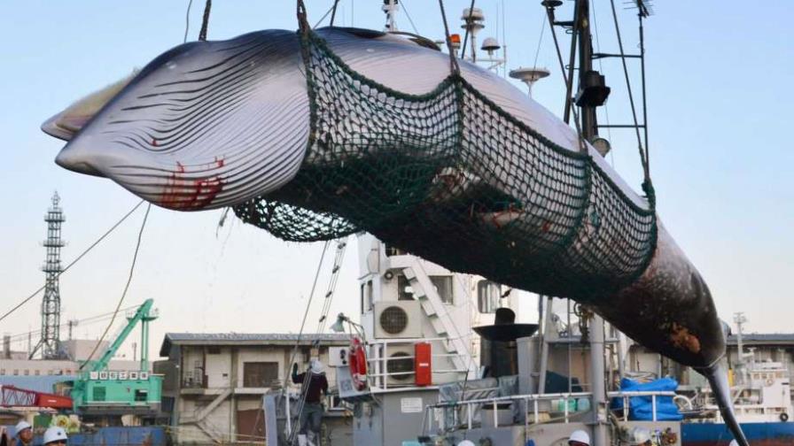 Japón reanudará caza comercial de ballenas Japón reanudará caza comercial de ballenas