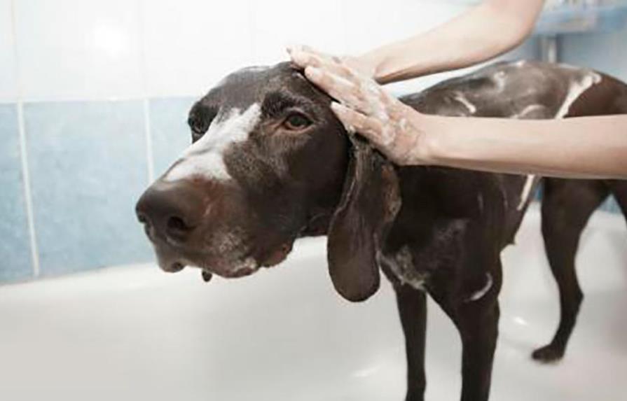 Cómo bañar a tu mascota en casa