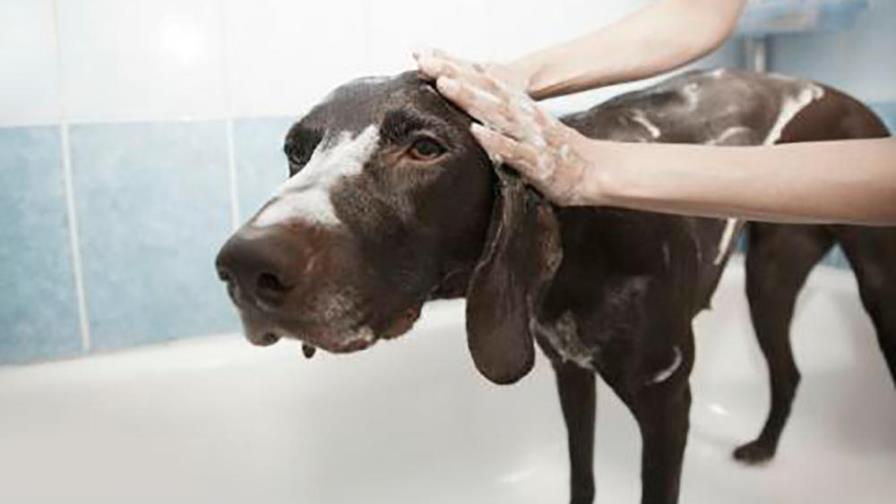 Cómo bañar a tu mascota en casa Cómo bañar a tu mascota en casa