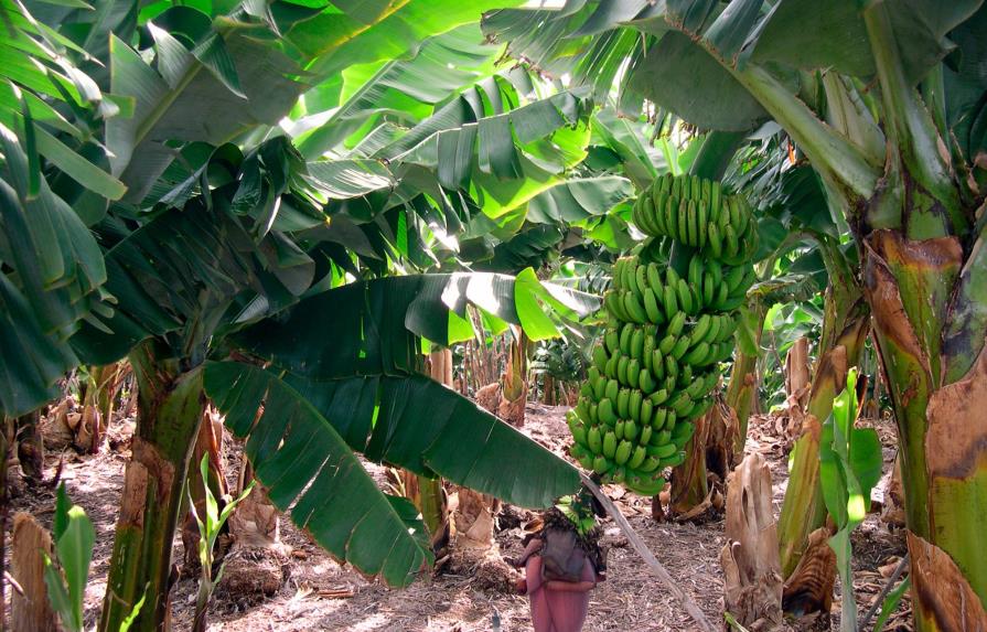Denuncian pretensiones de privatizar proyecto bananero La Cruz de Manzanillo