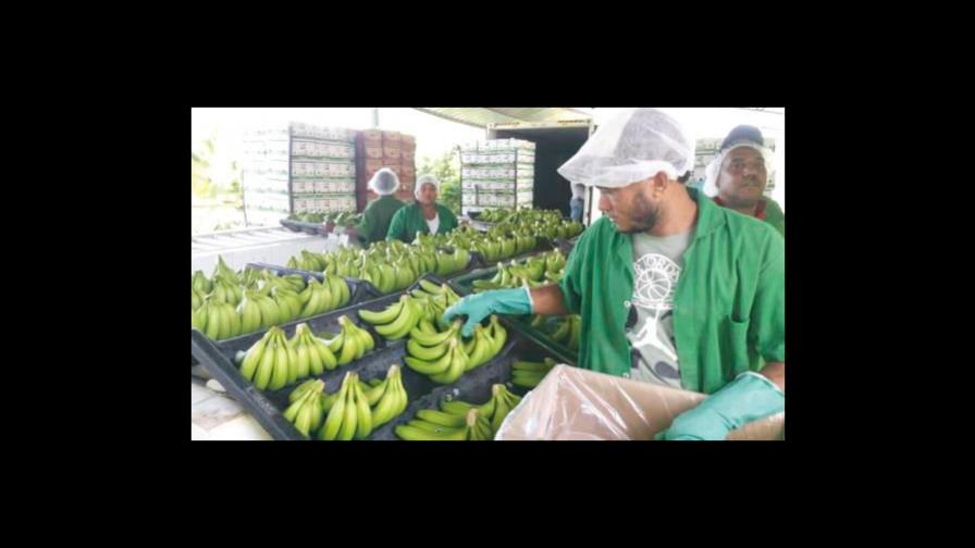Estrategia contra peligroso hongo del banano debe ser integral y regional Estrategia contra peligroso hongo del banano debe ser integral y regional