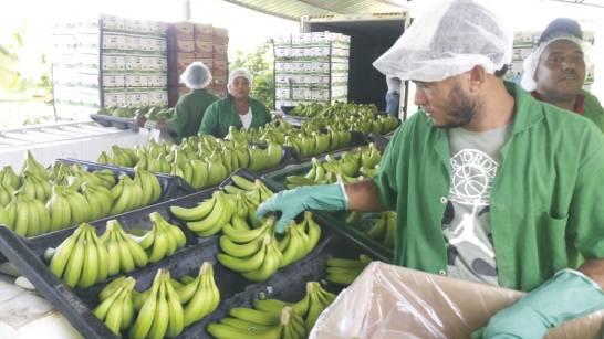 Acuerdan asistencia para sector bananero