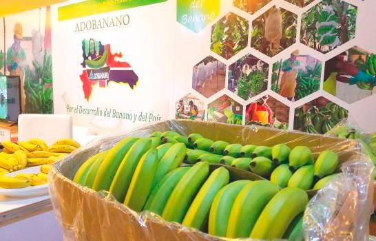 Exportaciones de banano dominicano podrían caer cerca de un 15% en los próximos días