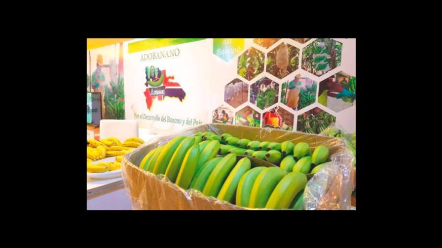 Exportaciones de banano dominicano podrían caer cerca de un 15% en los próximos días