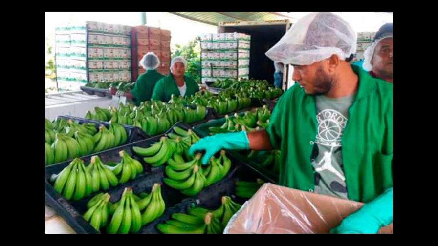 Productores RD piden a la UE cambios en normas Productores RD piden a la UE cambios en normas