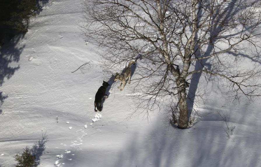 Avanza intento por rescatar a lobos reubicados en Michigan
