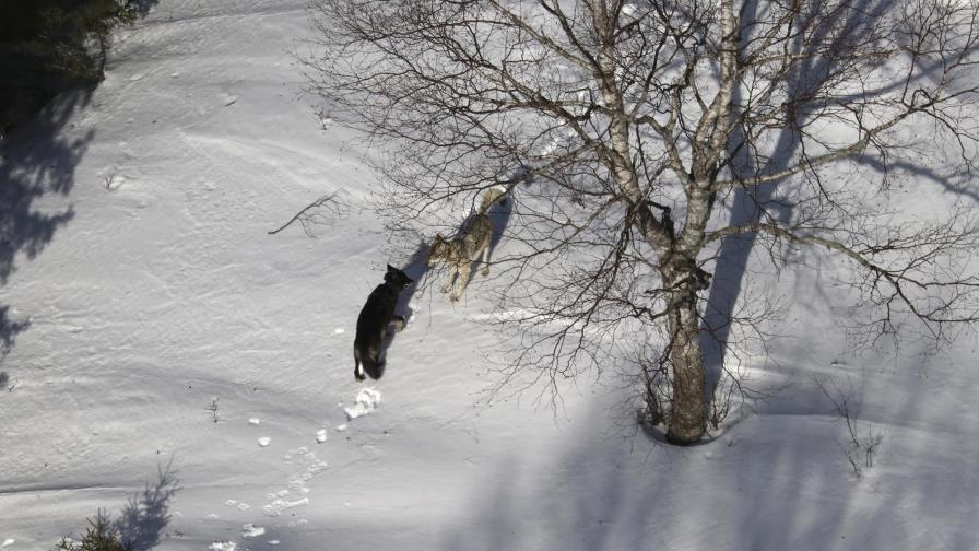 Avanza intento por rescatar a lobos reubicados en Michigan Avanza intento por rescatar a lobos reubicados en Michigan