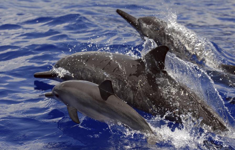 EEUU prohíbe nadar con los delfines giradores de Hawai