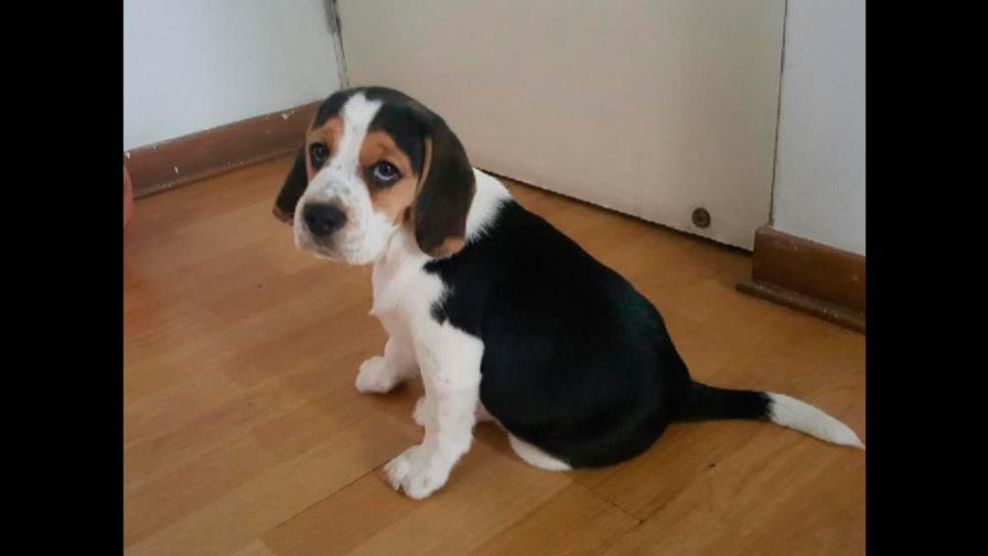 Inflamación y un hipo