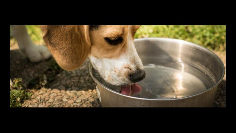 Mi perrita toma mucha agua... ¿Estará enferma?