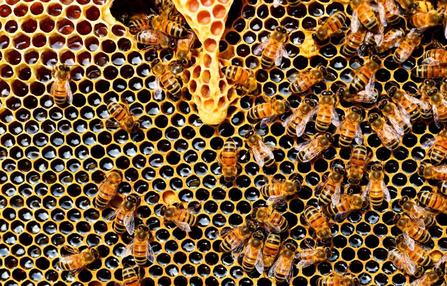 Pareja descubre miles de abejas produciendo miel en pared de su casa