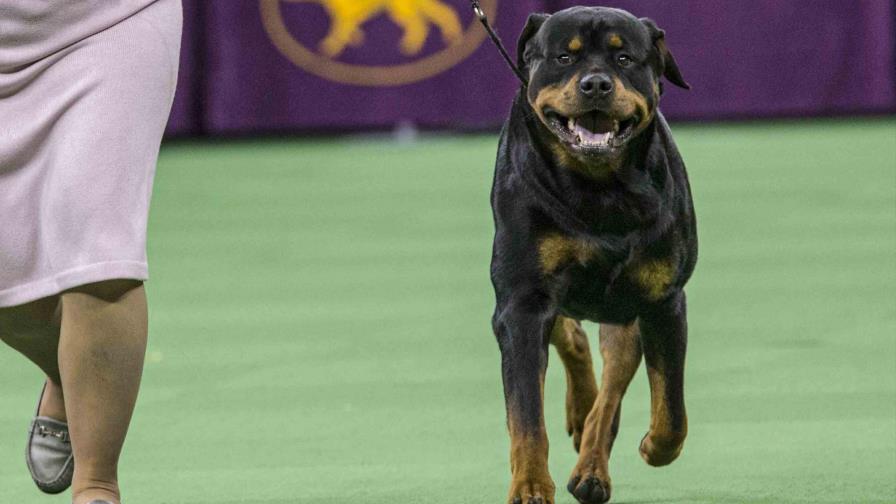 El bulldog francés es la 2da raza más popular en EEUU