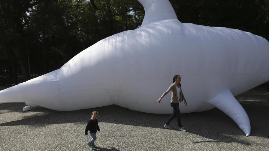 México permite regreso de ambientalistas al Mar de Cortés México permite regreso de ambientalistas al Mar de Cortés