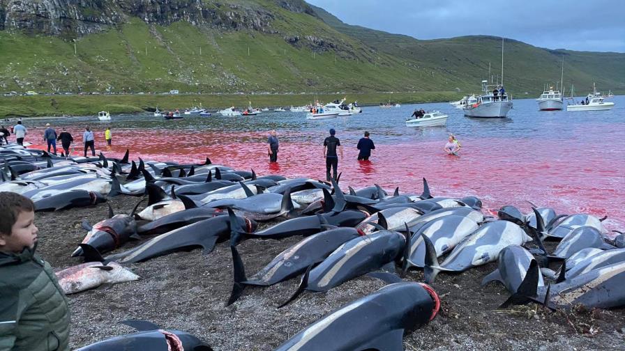 Matanza de delfines reaviva debate en las islas Faeroe