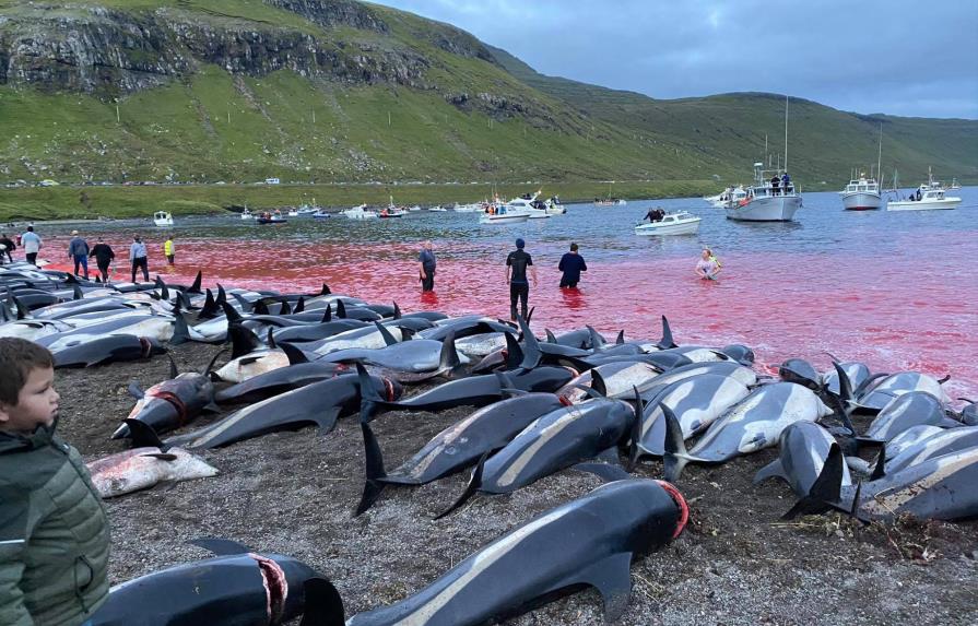 Matanza de delfines reaviva debate en las islas Feroe