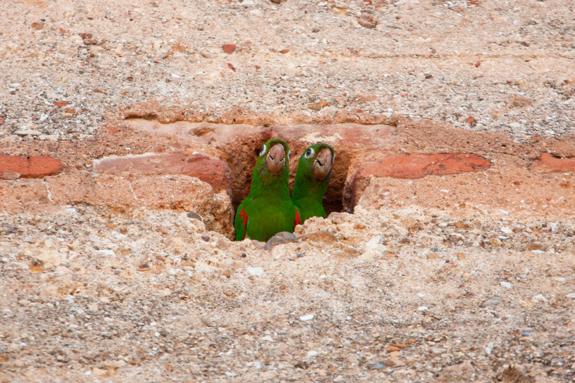 Pericos de La Hispaniola, Psittacara chloropterus, en SD.