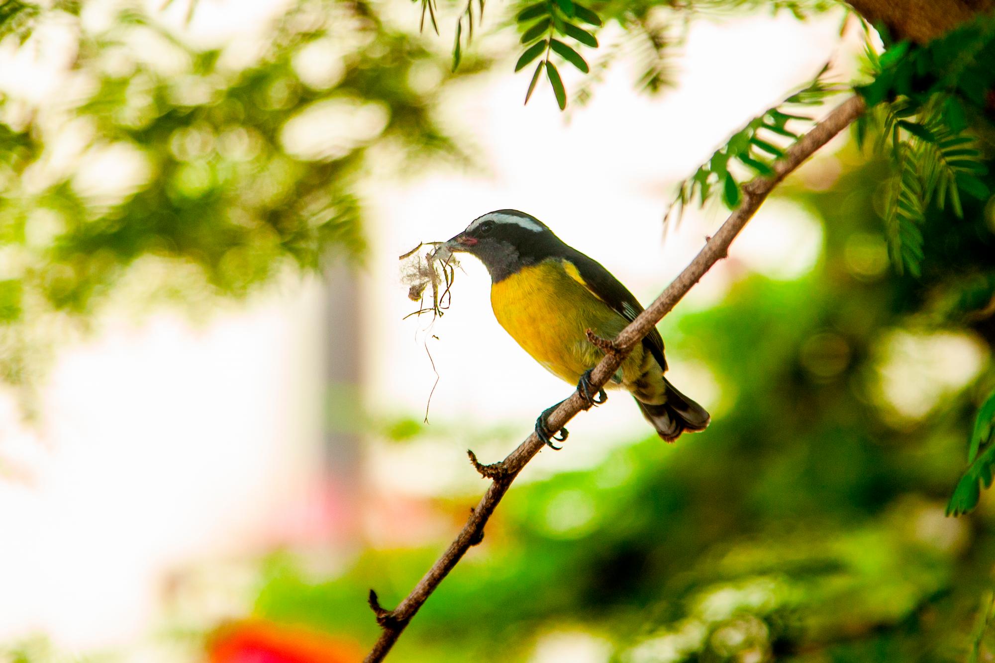 Cigua común, Coereba flaveola, en la Ciudad Colonial.