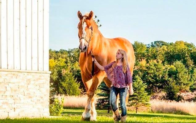 El caballo más alto del mundo, Big Jake, muere a los 20 años