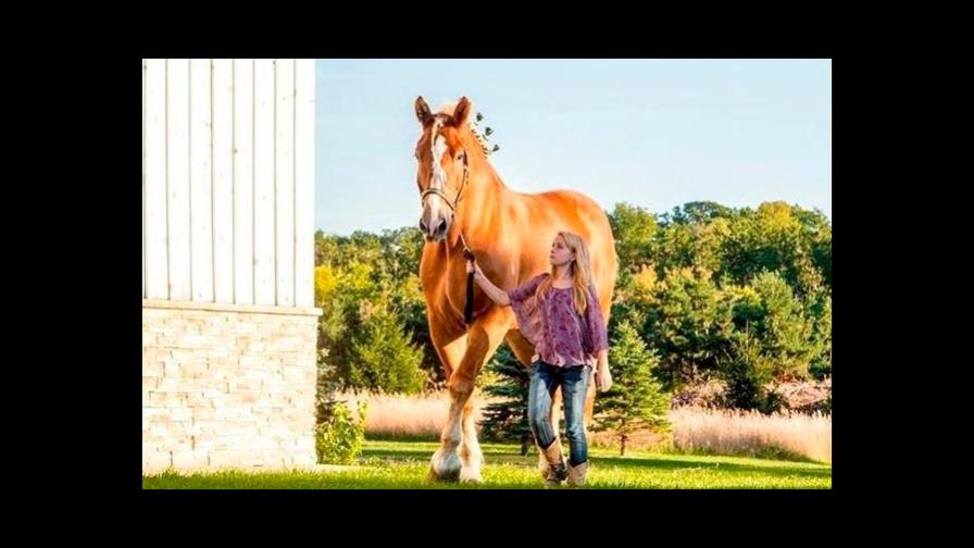 El caballo más alto del mundo, Big Jake, muere a los 20 años