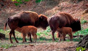 Nacen dos nuevos bisontes en el Zoológico Nacional 