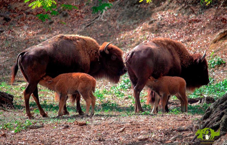 Nacen dos nuevos bisontes en el Zoológico Nacional 