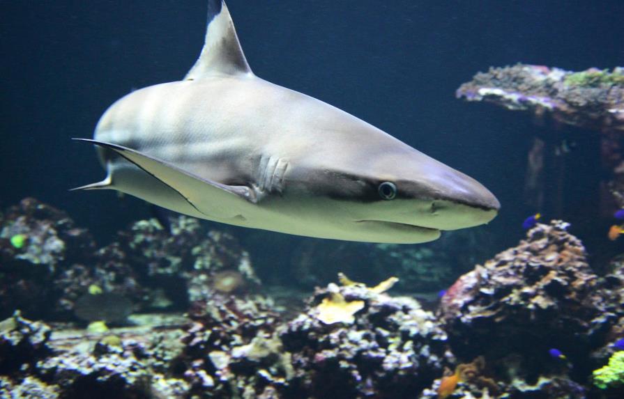 Ecuador pide la intervención de autoridades chinas por caso aletas de tiburón