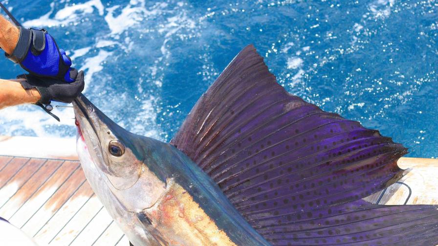 Inauguran el Torneo de Pesca Puntarena Sailfish Cup