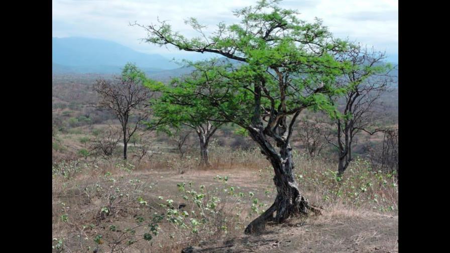 Adaptarse a lo inevitable y reducir emisiones: retos de agricultura en COP25