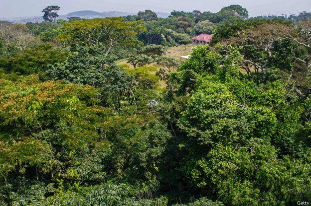 La ONU llama a “amar” los bosques como un primer paso para protegerlos