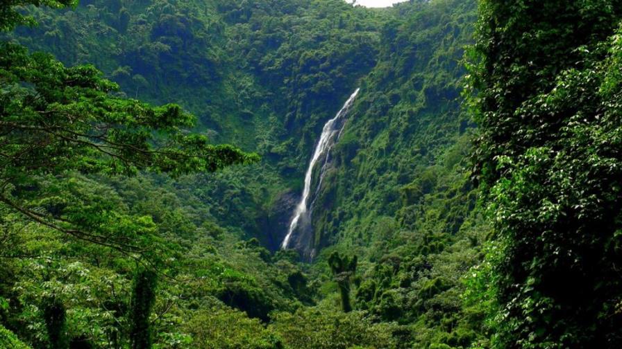 En el Día de los Bosques piden a la población a ser prudentes para preservarlos
Hoy es el Día Internacional de los Bosques 