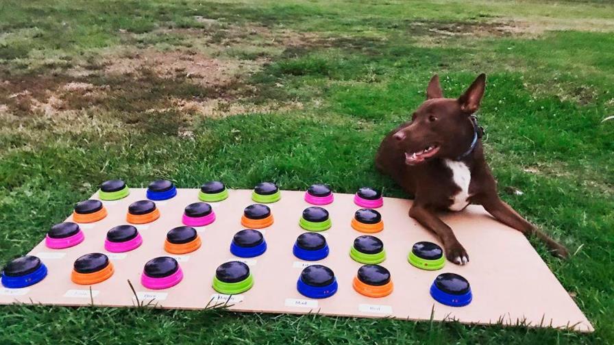 Mujer enseña a su perrita a comunicarse usando botones 