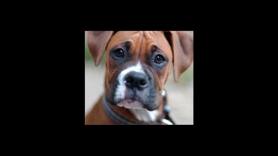 Sobre enfermedades y celo