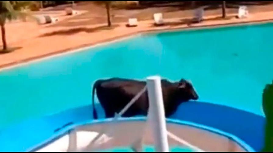 Buey escapa de un matadero en Brasil para subirse a un tobogán de agua 