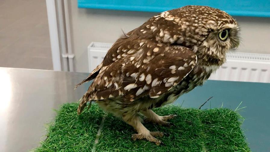 Encuentran un búho tan obeso que es incapaz de volar