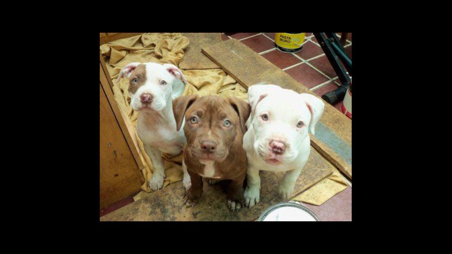 Un pitbull con problemas
