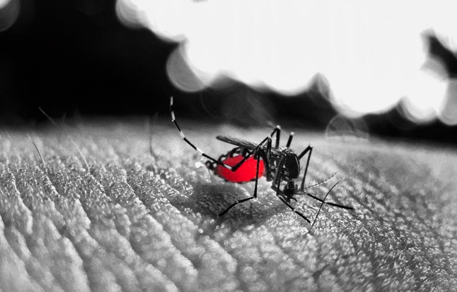 Los anticuerpos de protección cruzada para dengue y zika son muy duraderos