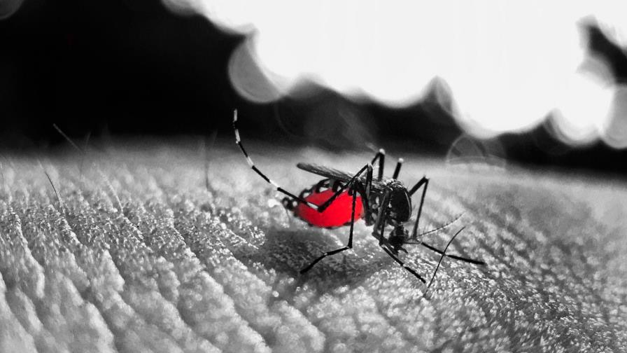 Los anticuerpos de protección cruzada para dengue y zika son muy duraderos Los anticuerpos de protección cruzada para dengue y zika son muy duraderos